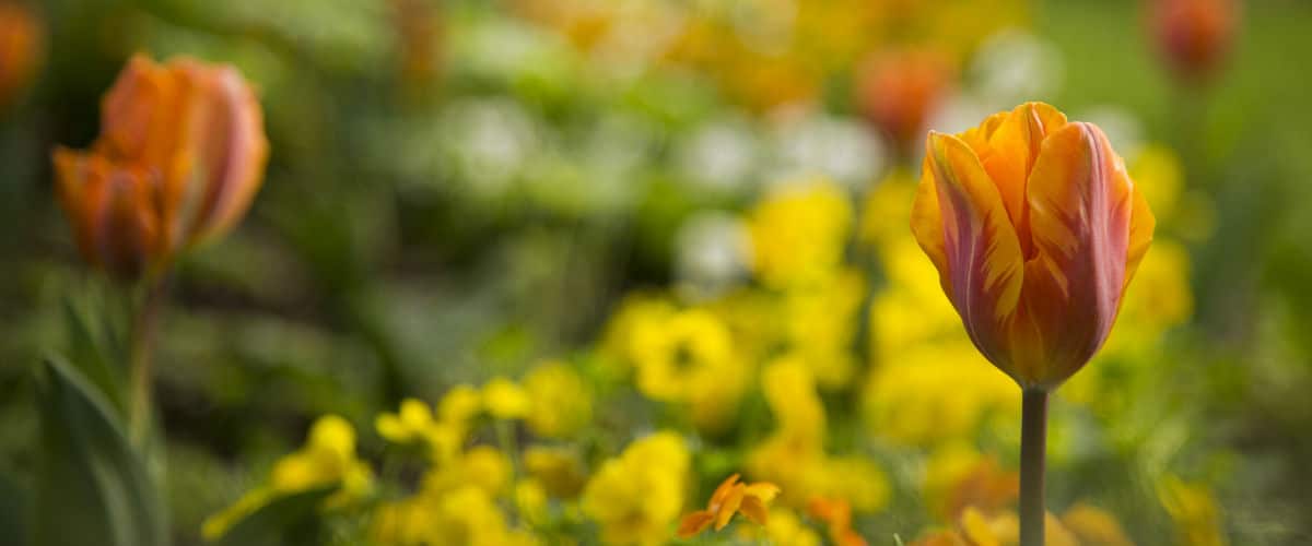 Bok Tower Gardens Announces Peak Bloom!