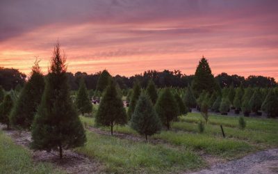 Santa’s Christmas Tree Farm Is Officially Open!
