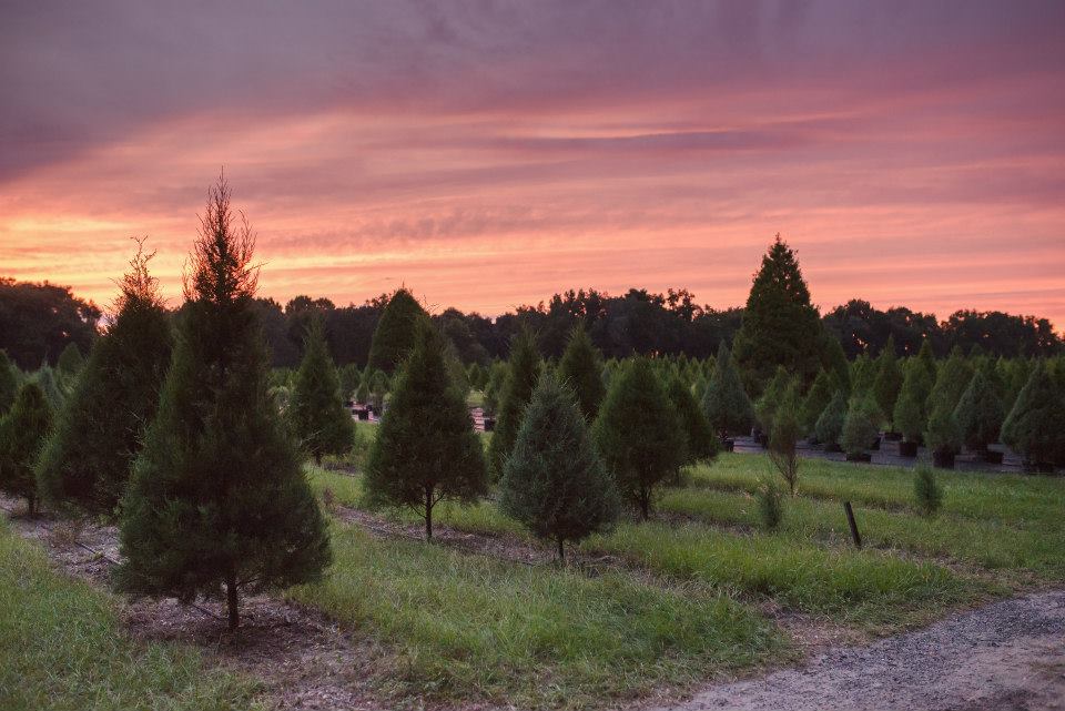 santas Christmas Treee farm