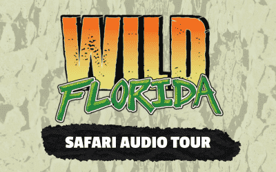 Out & About with Bardell- Safari Tour