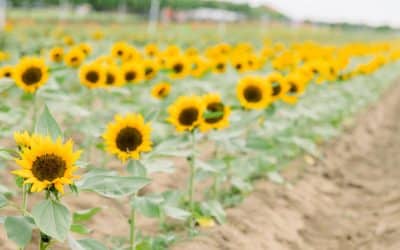 Southern Hills Farms-Fall is here!