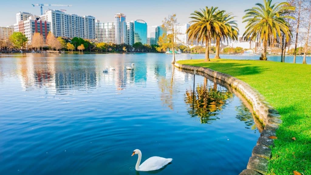 Property Managers in Orlando Swan swimming in Downtown Orlando's Lake Eola