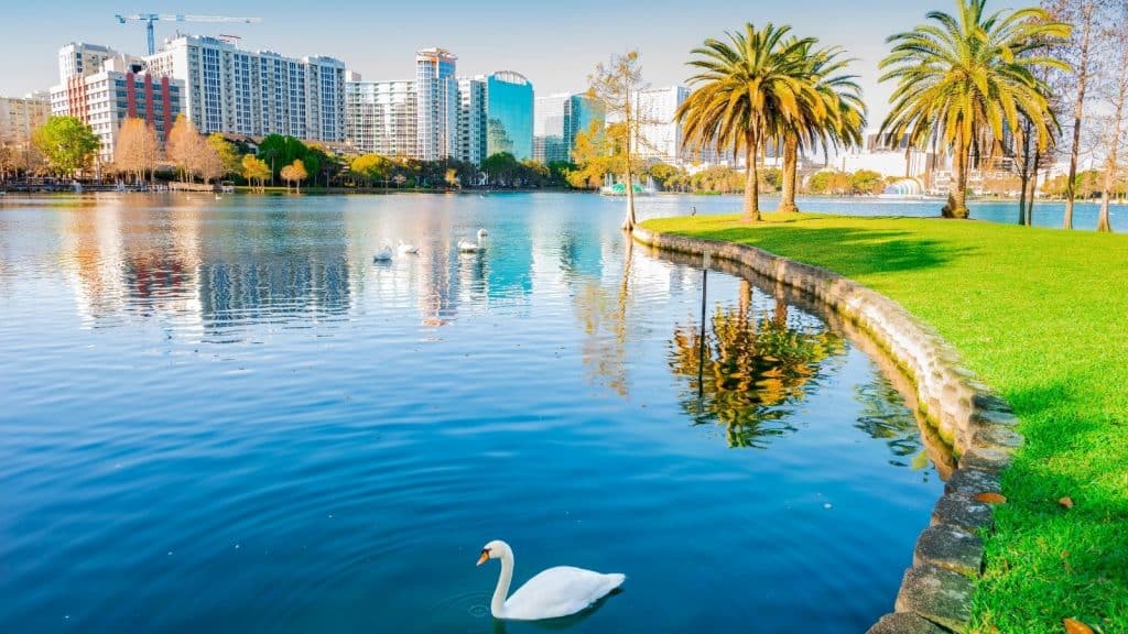 Swan swimming in Downtown Orlando's Lake Eola