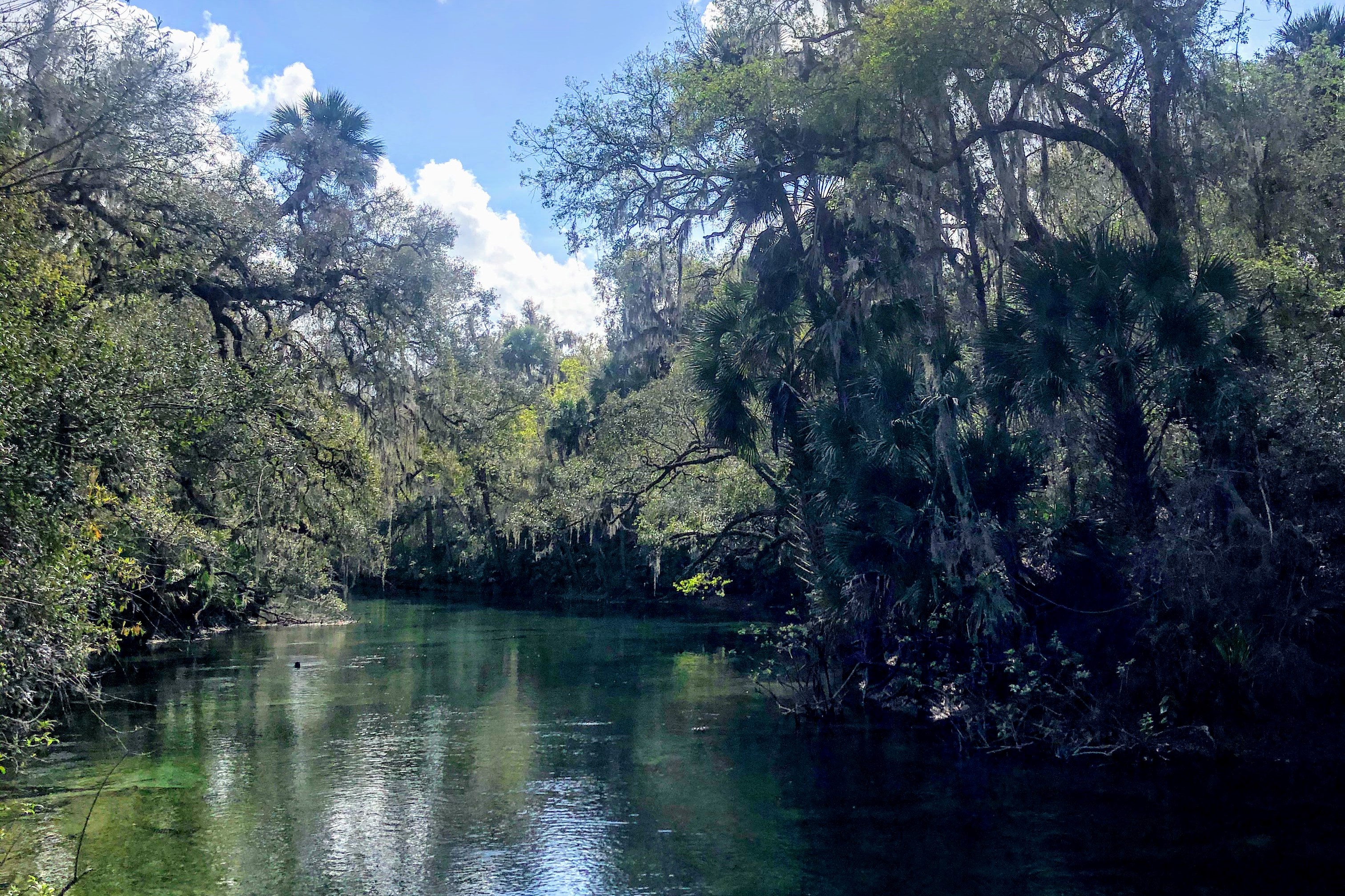 Blue Spring State Park View