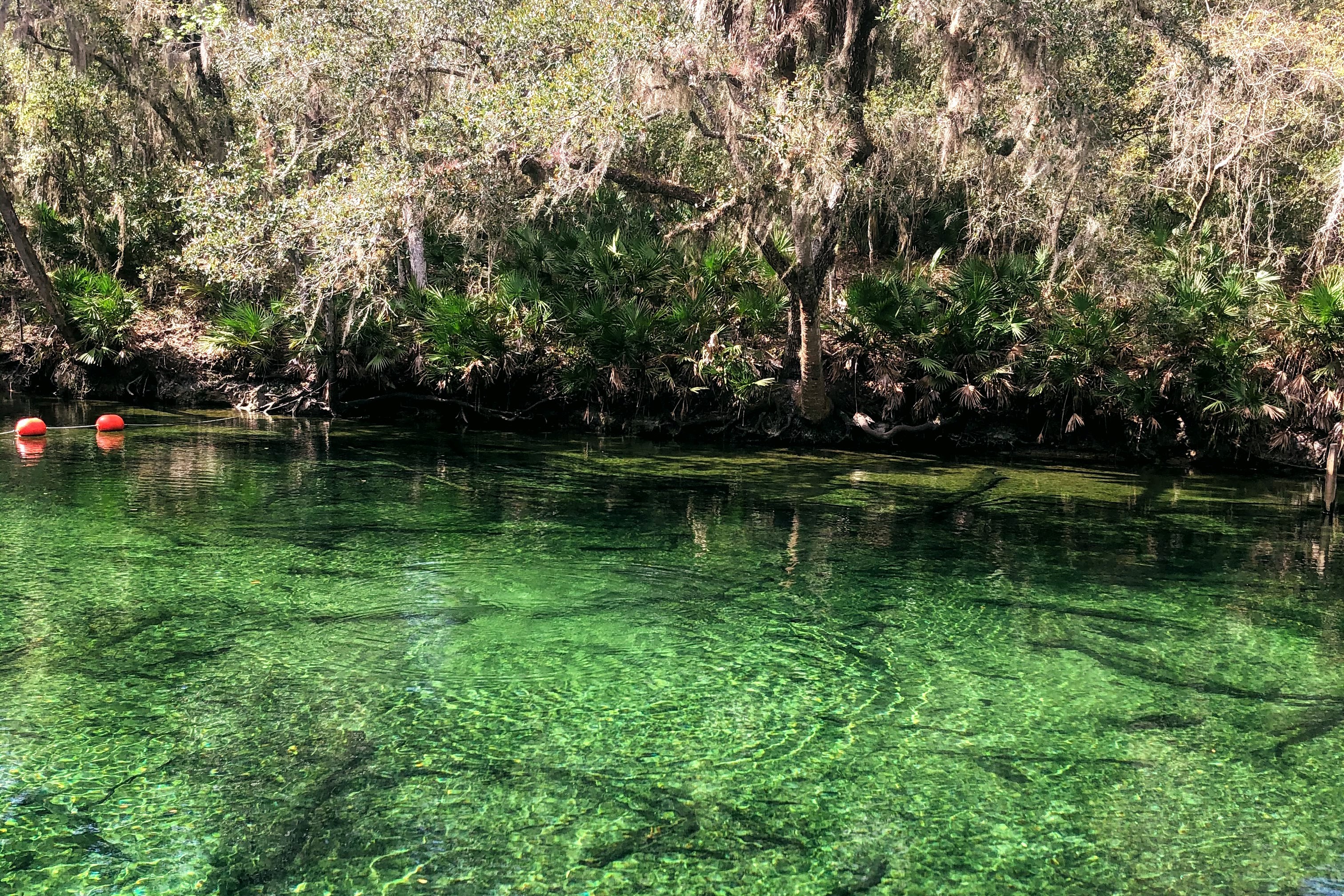 View of Blue Springs State Park