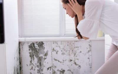 What you need to know to have a mold-free home